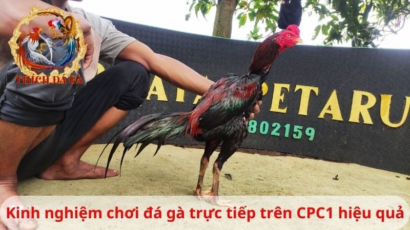 Sự Phổ Biến Tại Đá Gà Thomo