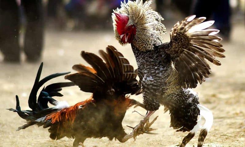 Tầm Quan Trọng Của Dòng Dõi
